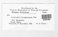 Asterodon ferruginosum image